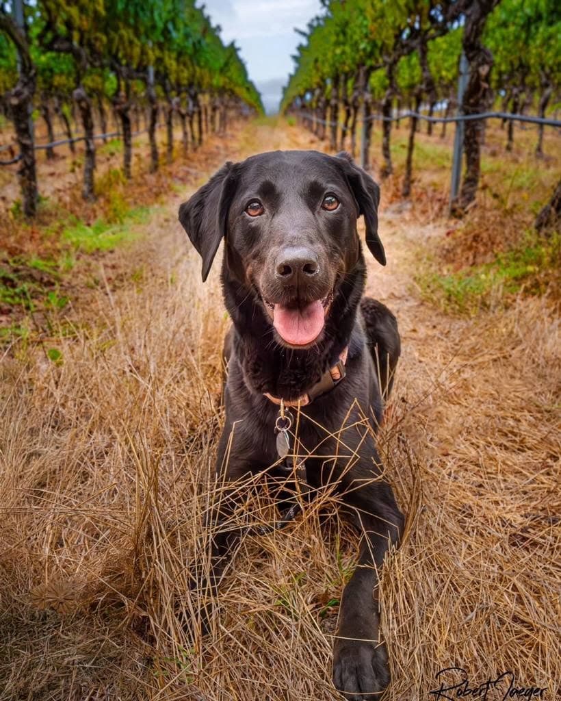 Dog in Napa Valley vineyard