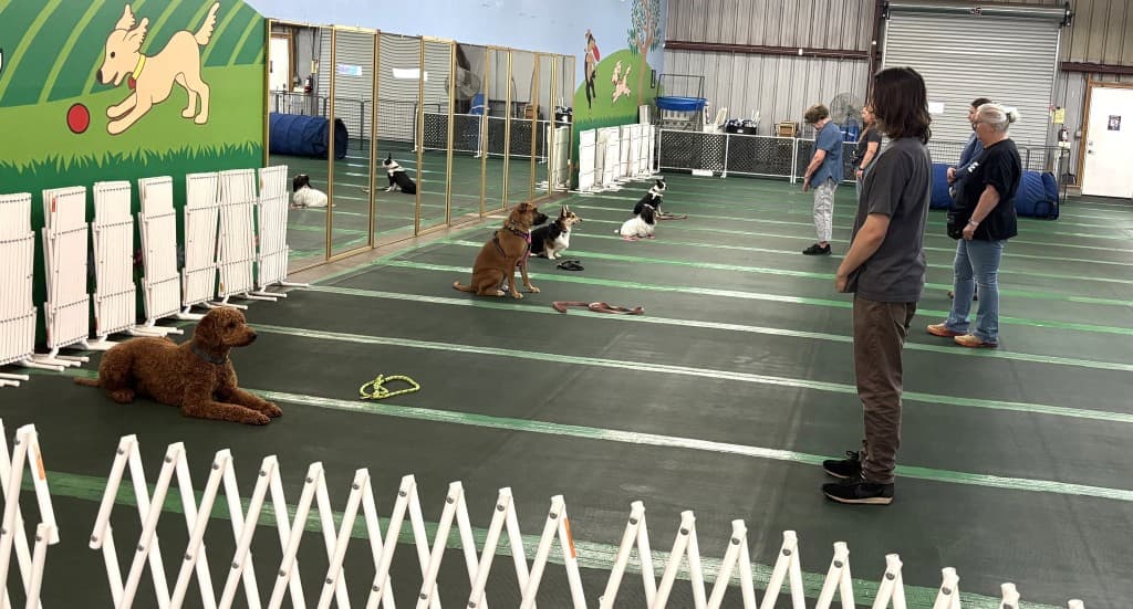 Handlers and dogs during an NVDTC class