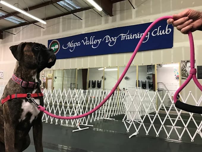 Boxer sitting in front of Napa Valley Dog Training Club banner