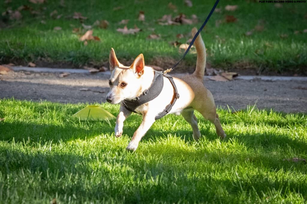 Small dog running during outdoor training
