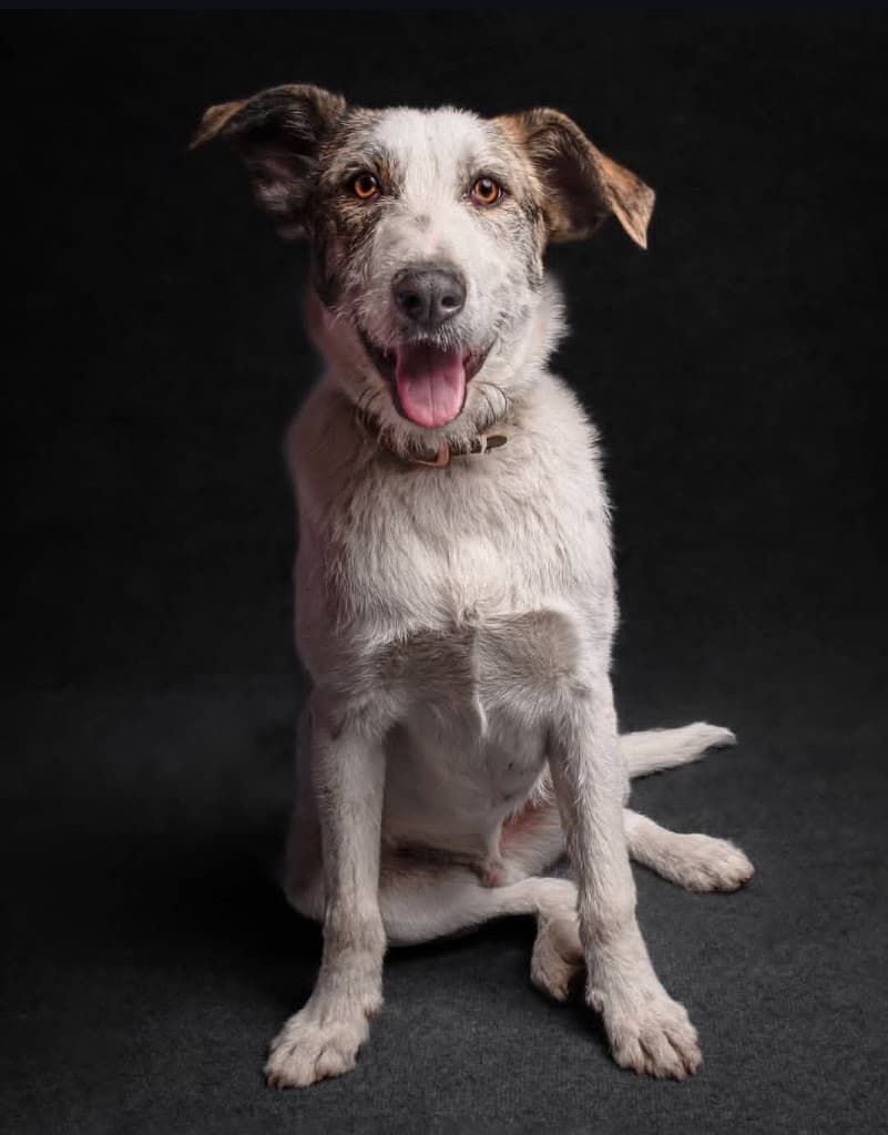 Happy trained dog